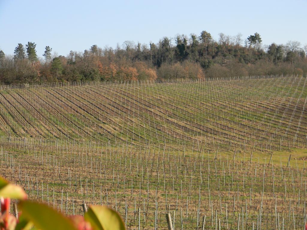 Agriturismo Podere La Selva Villa Serre Di Rapolano Eksteriør billede
