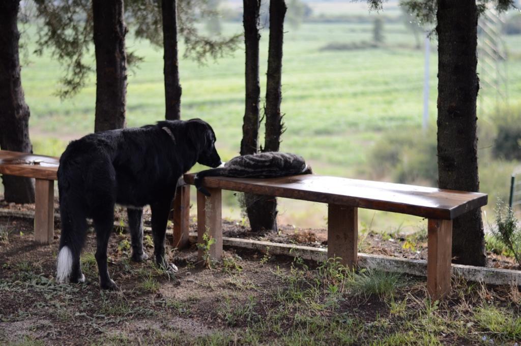 Agriturismo Podere La Selva Villa Serre Di Rapolano Eksteriør billede
