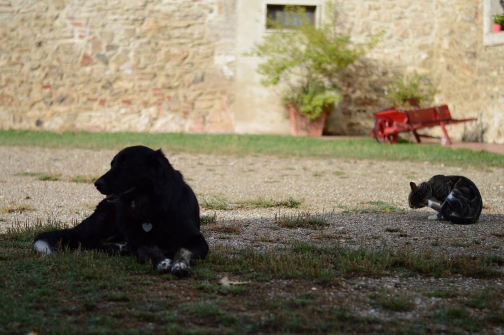 Agriturismo Podere La Selva Villa Serre Di Rapolano Eksteriør billede